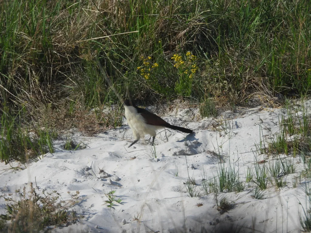 铜尾鸦鹃(Centropus cupreicaudus)