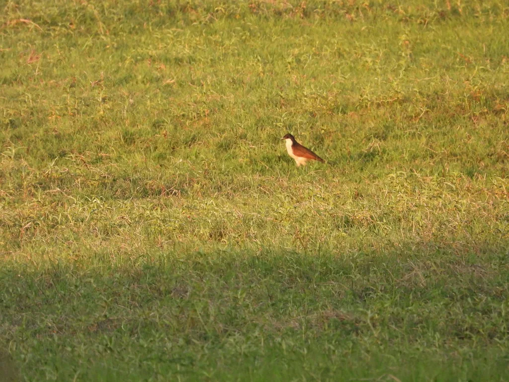铜尾鸦鹃(Centropus cupreicaudus)