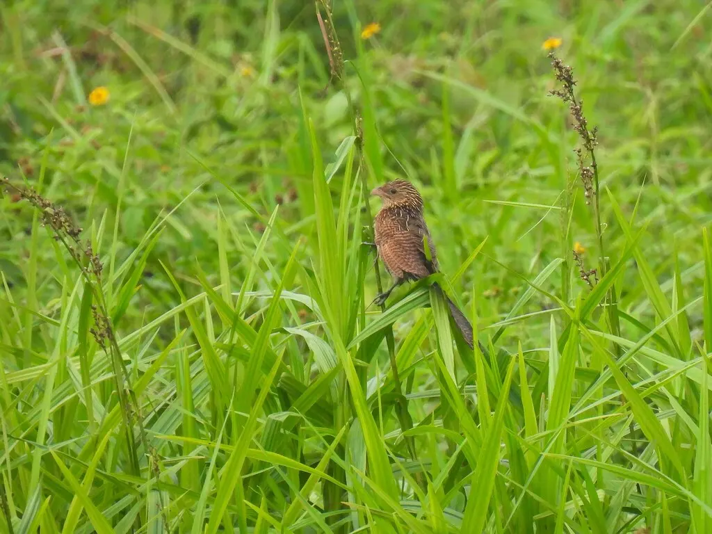黑胸鸦鹃(Centropus grillii)