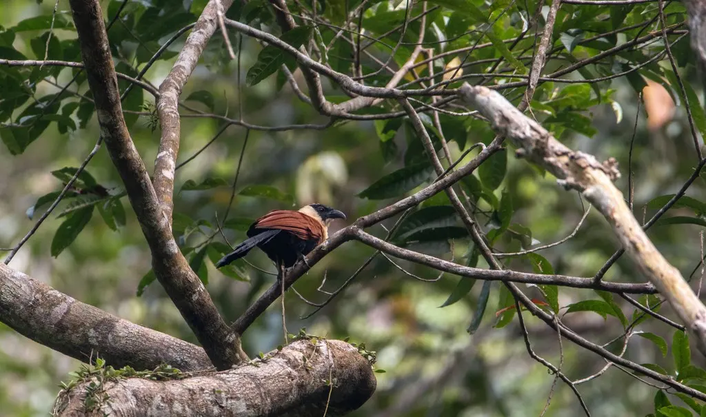 黑脸鸦鹃(Centropus melanops)