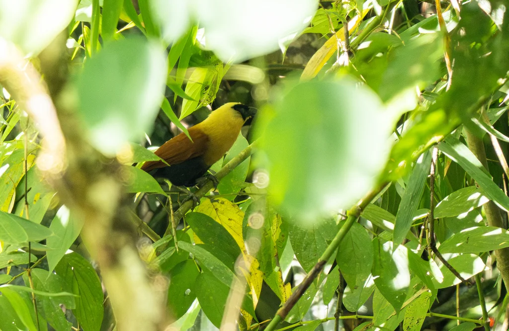 黑脸鸦鹃(Centropus melanops)