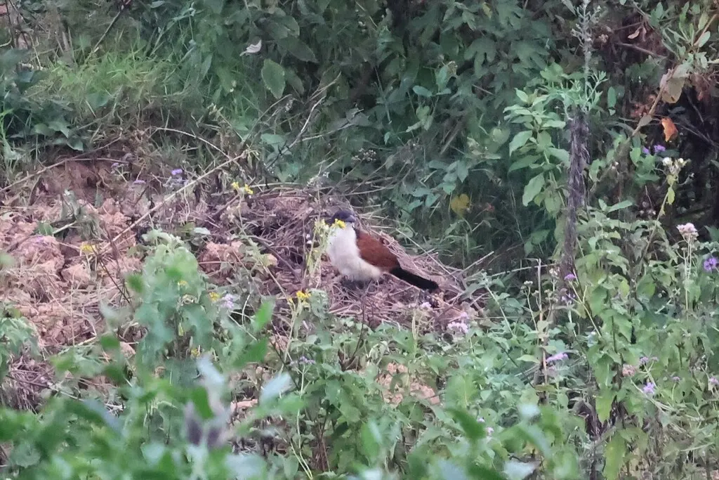 蓝头鸦鹃(Centropus monachus)