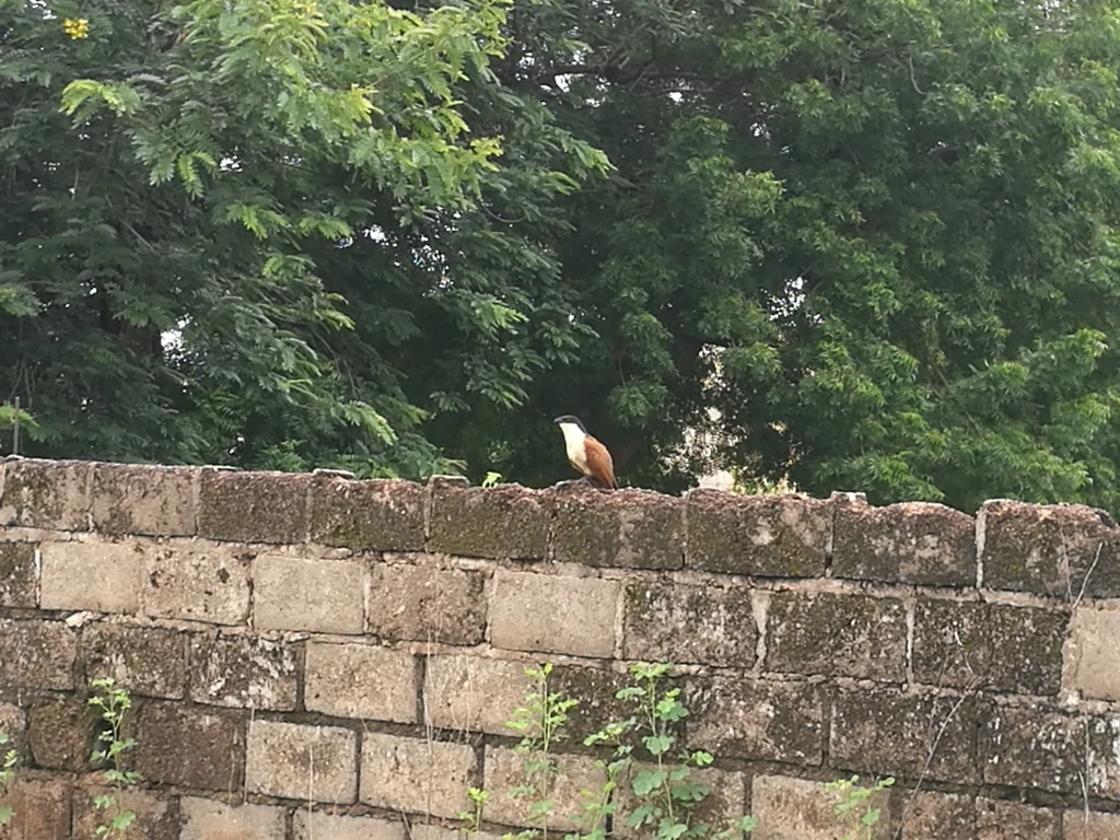 塞内加尔鸦鹃(Centropus senegalensis)