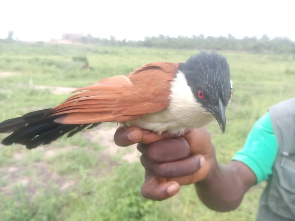 塞内加尔鸦鹃(Centropus senegalensis)