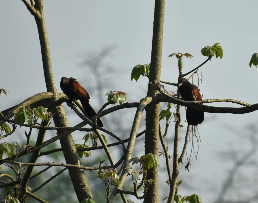 褐翅鸦鹃(Centropus sinensis)