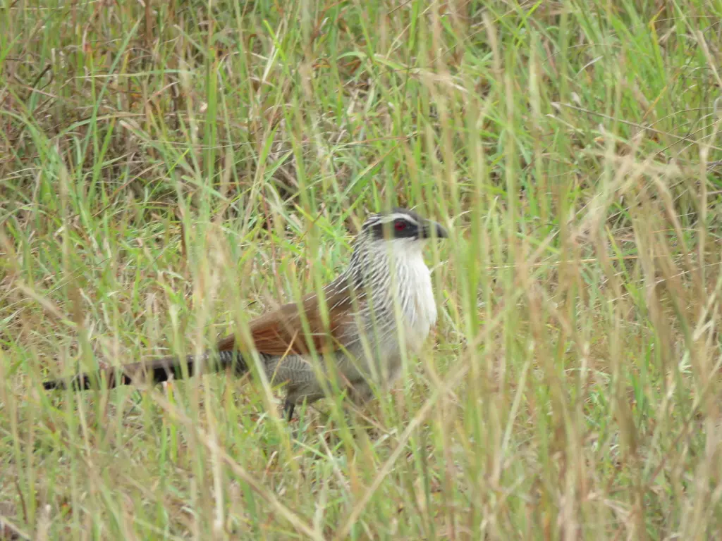 白眉鸦鹃(Centropus superciliosus)