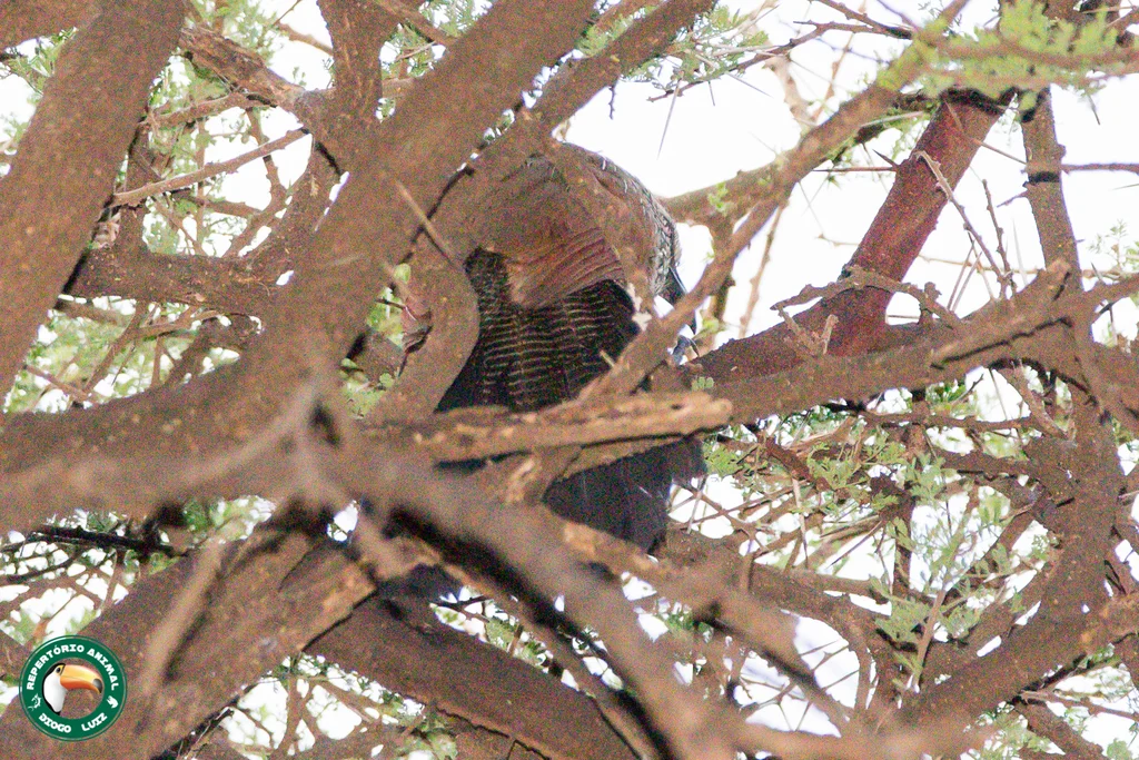 白眉鸦鹃(Centropus superciliosus)