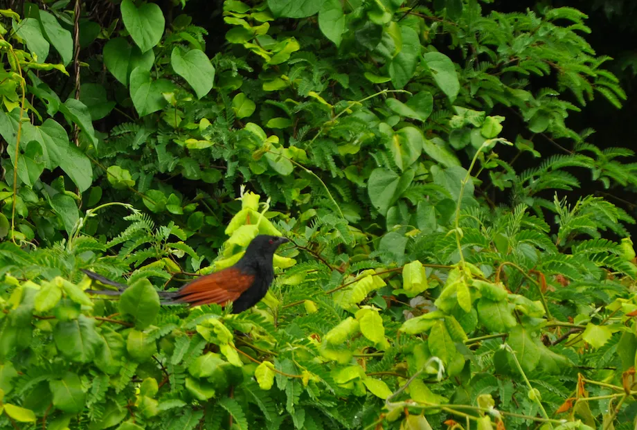 马岛小鸦鹃(Centropus toulou)