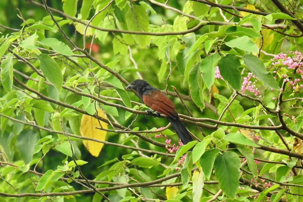 绿鸦鹃(Centropus viridis)