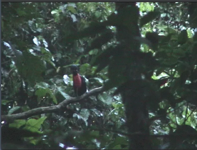裸颈伞鸟(Cephalopterus glabricollis)