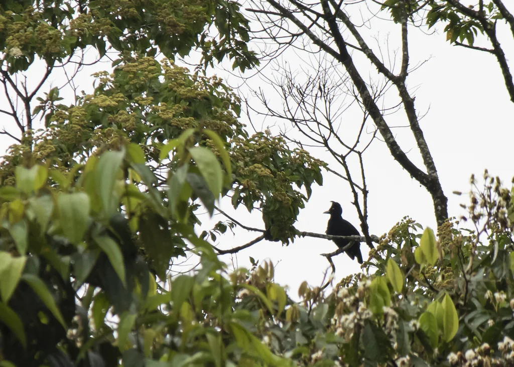 亚马孙伞鸟(Cephalopterus ornatus)