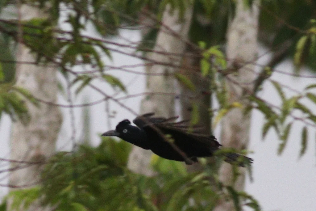 亚马孙伞鸟(Cephalopterus ornatus)