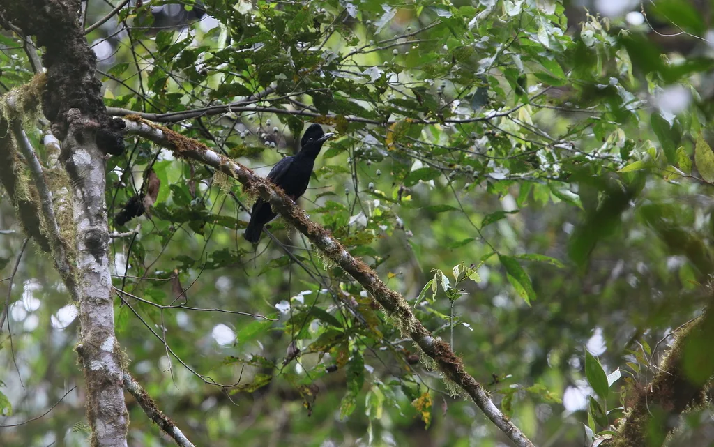 长耳垂伞鸟(Cephalopterus penduliger)