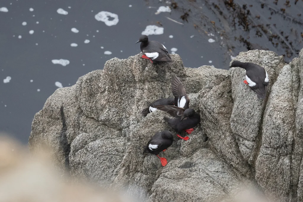 海鸽(Cepphus columba)