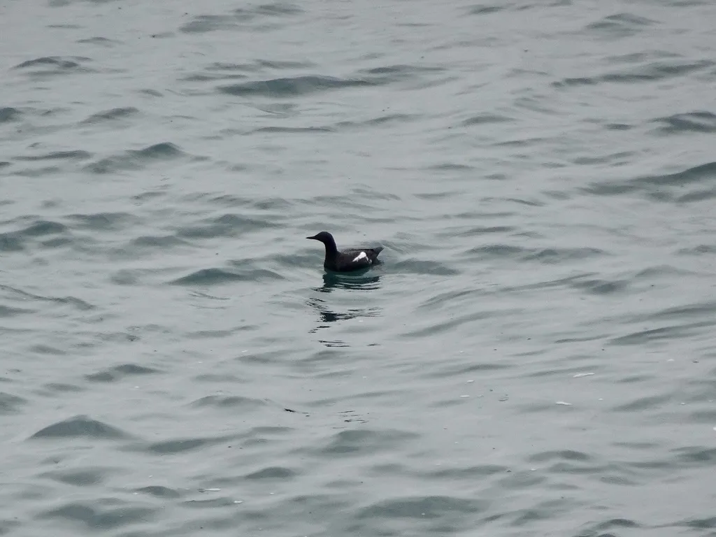 海鸽(Cepphus columba)