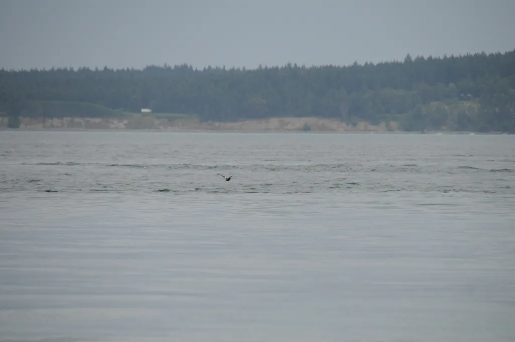 海鸽(Cepphus columba)