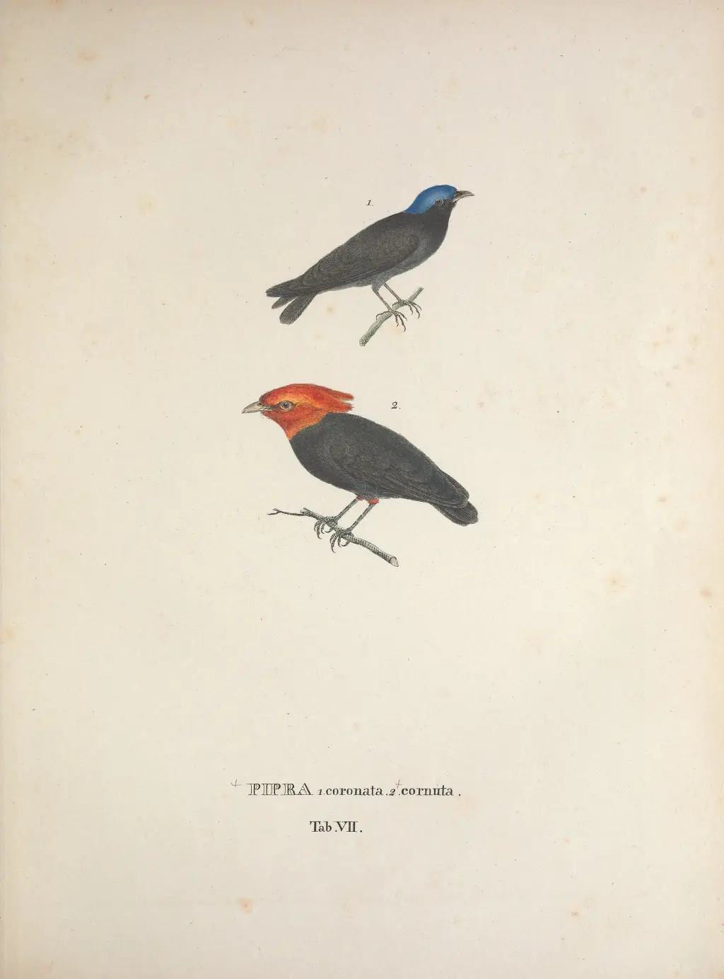 红角娇鹟(Ceratopipra cornuta)