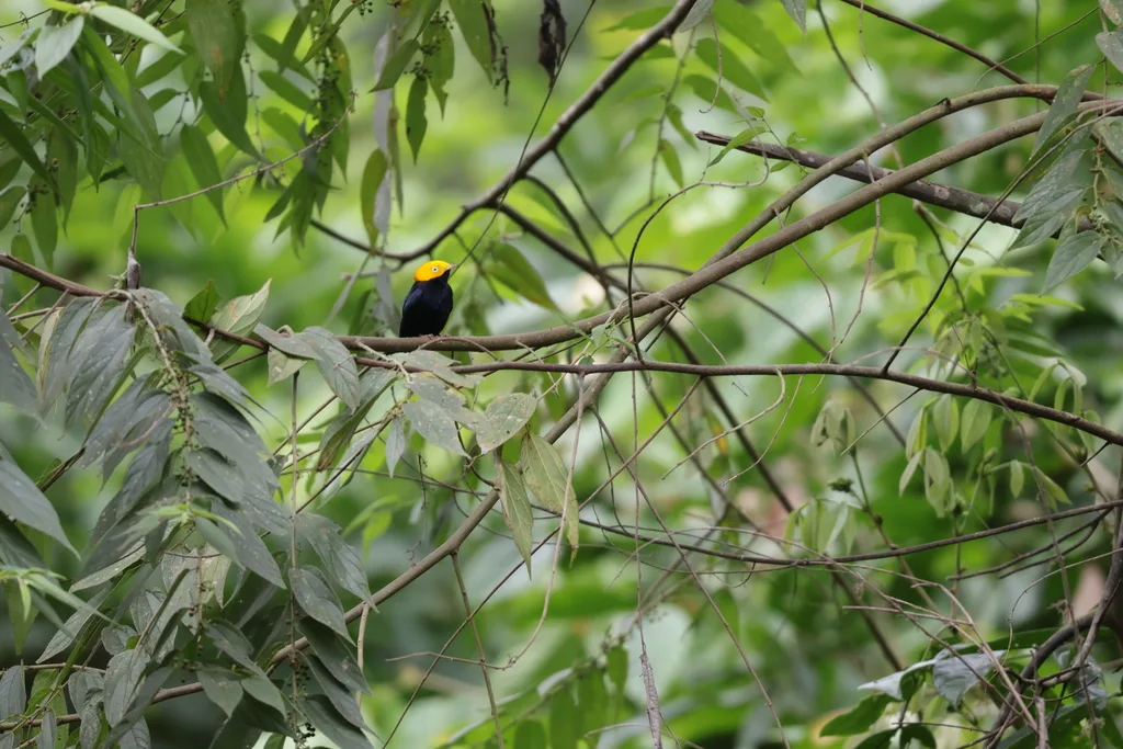 金头娇鹟(Ceratopipra erythrocephala)