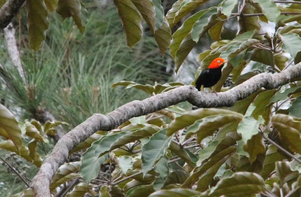 红顶娇鹟(Ceratopipra mentalis)