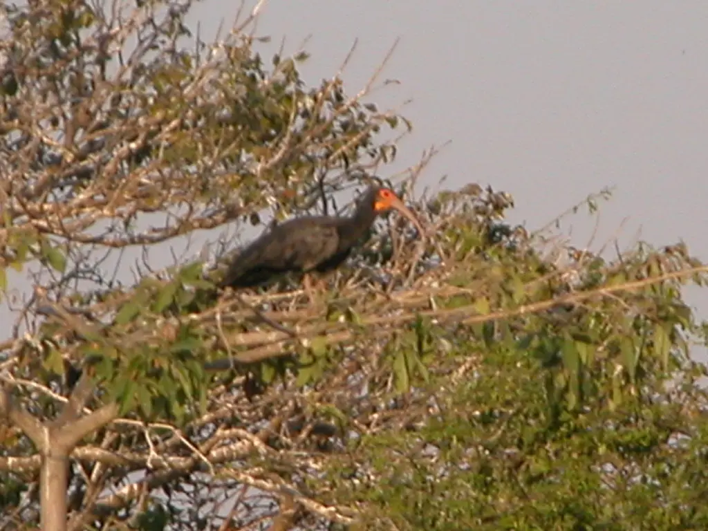 长尾鹮(Cercibis oxycerca)