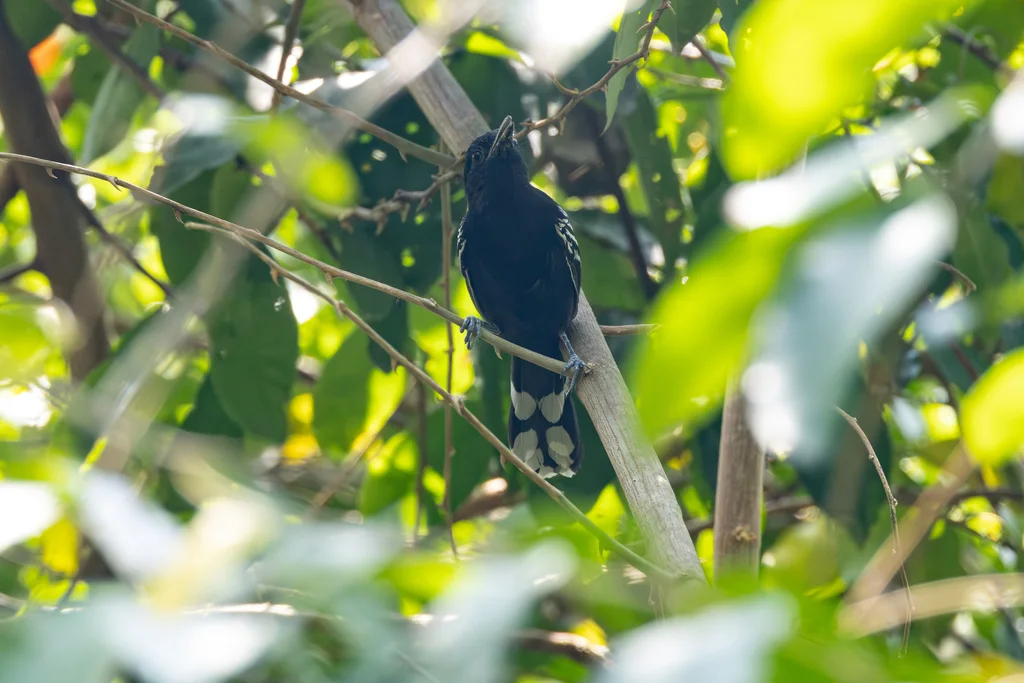 辉黑蚁鸟(Cercomacra nigricans)