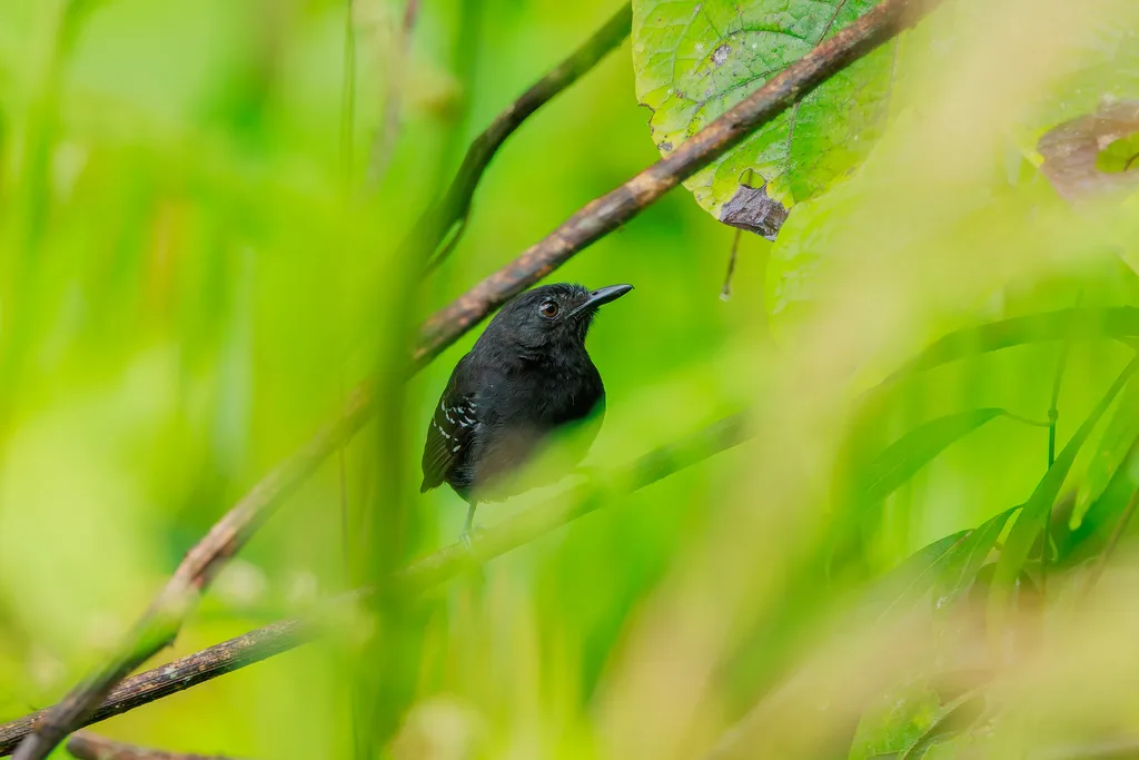 黑蚁鸟（Cercomacroides serva）