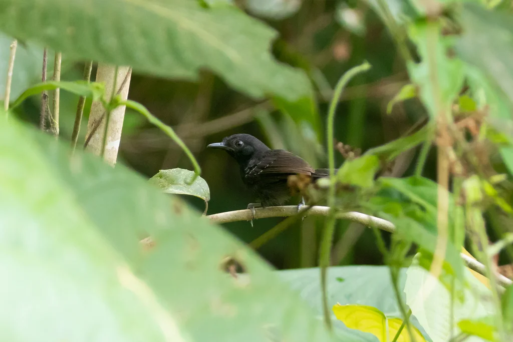 黑蚁鸟（Cercomacroides serva）