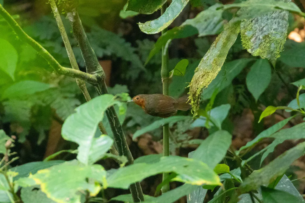 黑蚁鸟（Cercomacroides serva）