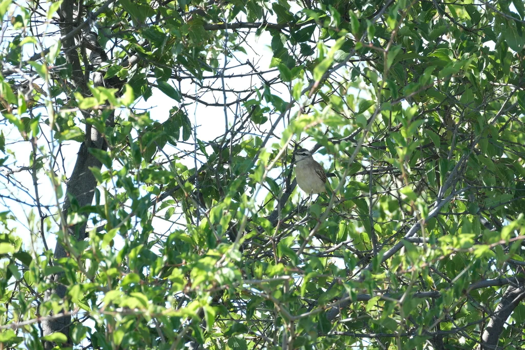 沙薮鸲(Cercotrichas paena)