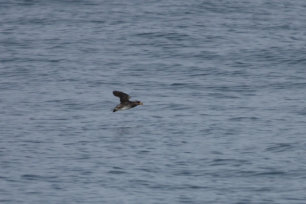 角嘴海雀(Cerorhinca monocerata)