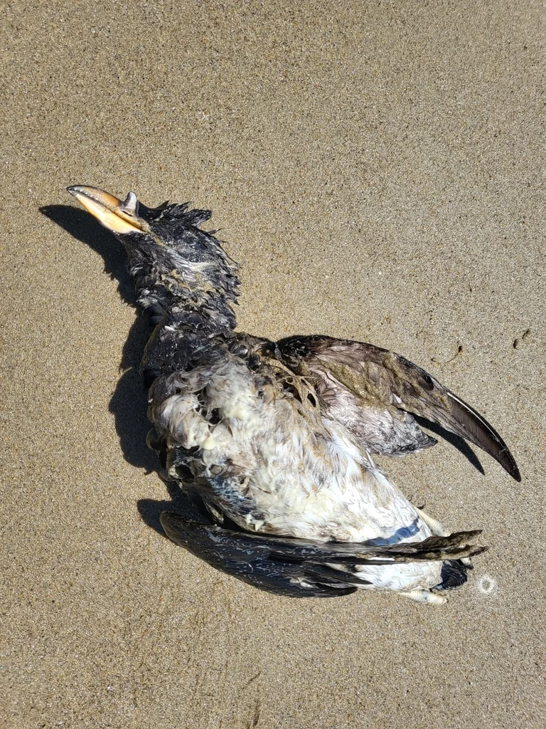 角嘴海雀(Cerorhinca monocerata)