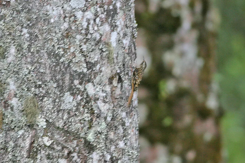 褐喉旋木雀(Certhia discolor)