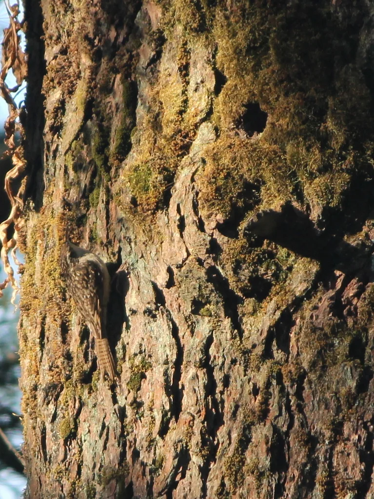高山旋木雀(Certhia himalayana)