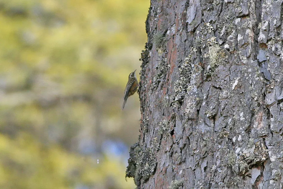 锈红腹旋木雀(Certhia nipalensis)