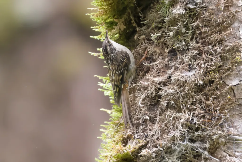 四川旋木雀(Certhia tianquanensis)