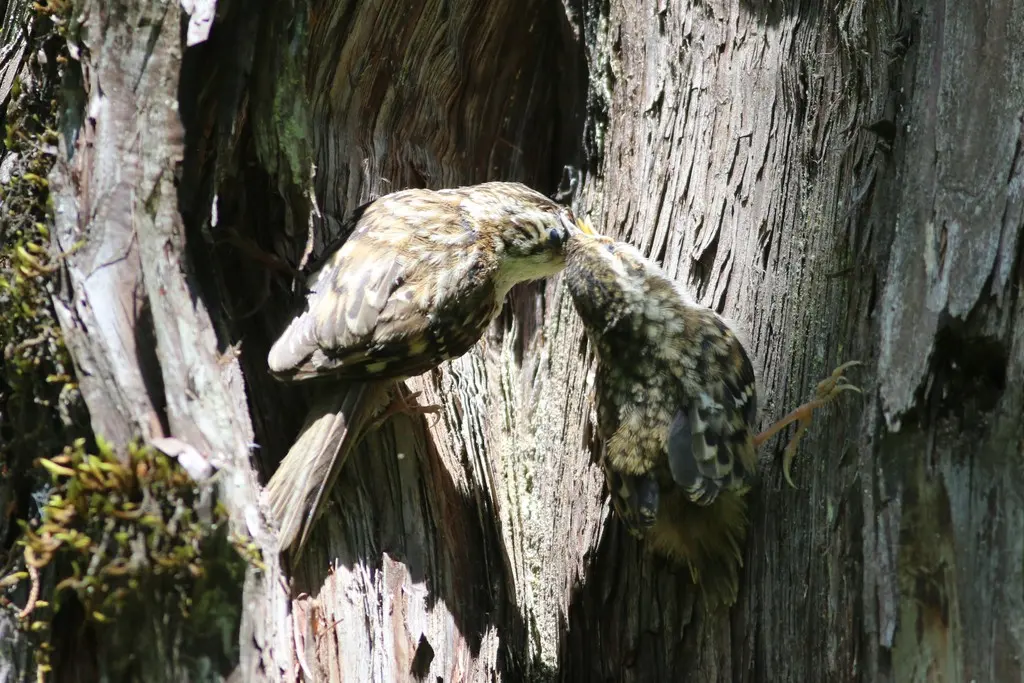 四川旋木雀(Certhia tianquanensis)