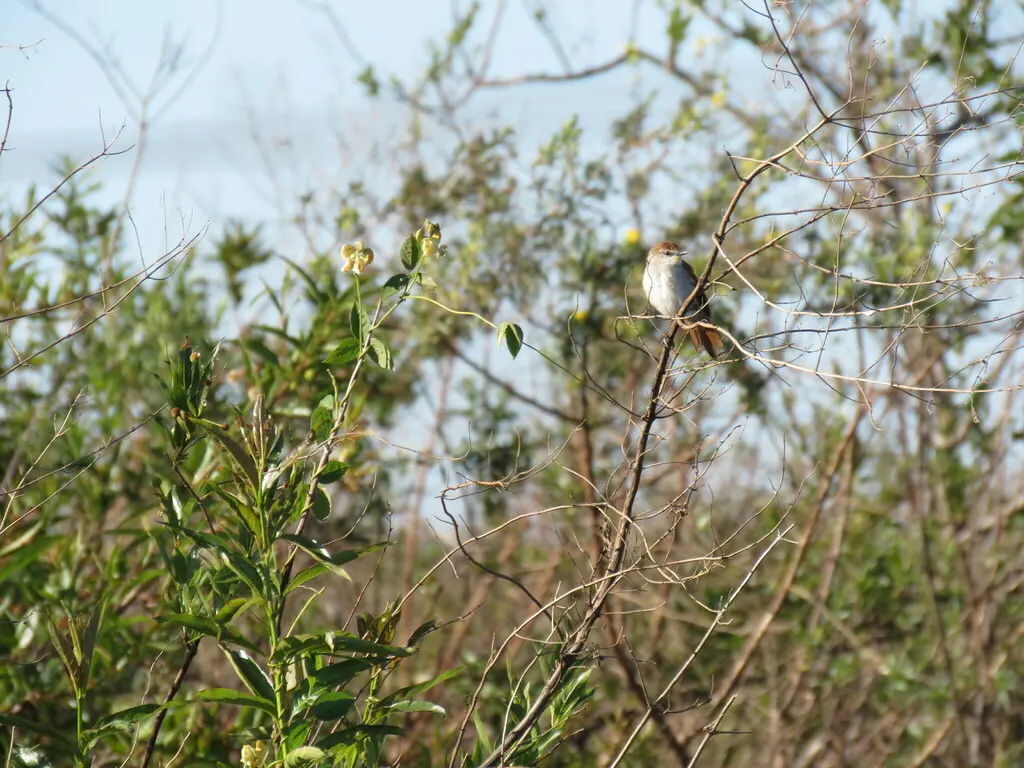 黄颏针尾雀(Certhiaxis cinnamomeus)