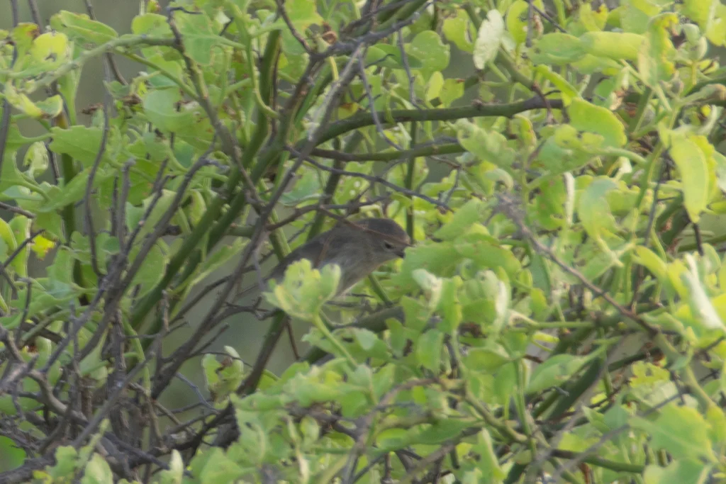 灰喉莺雀(Certhidea fusca)