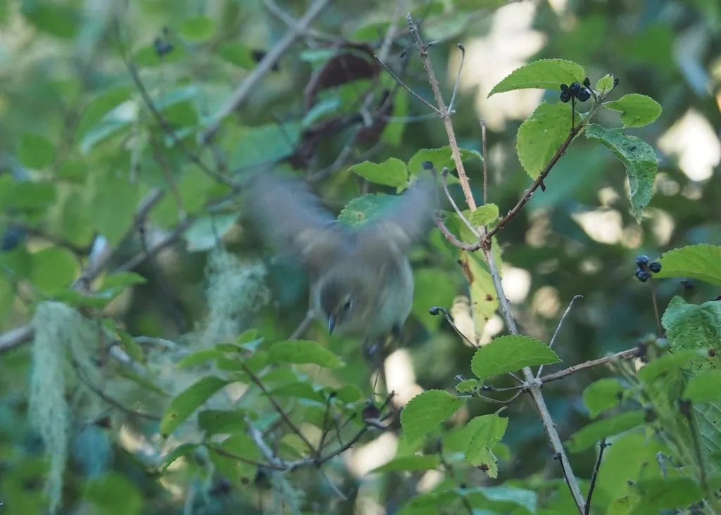 灰喉莺雀(Certhidea fusca)