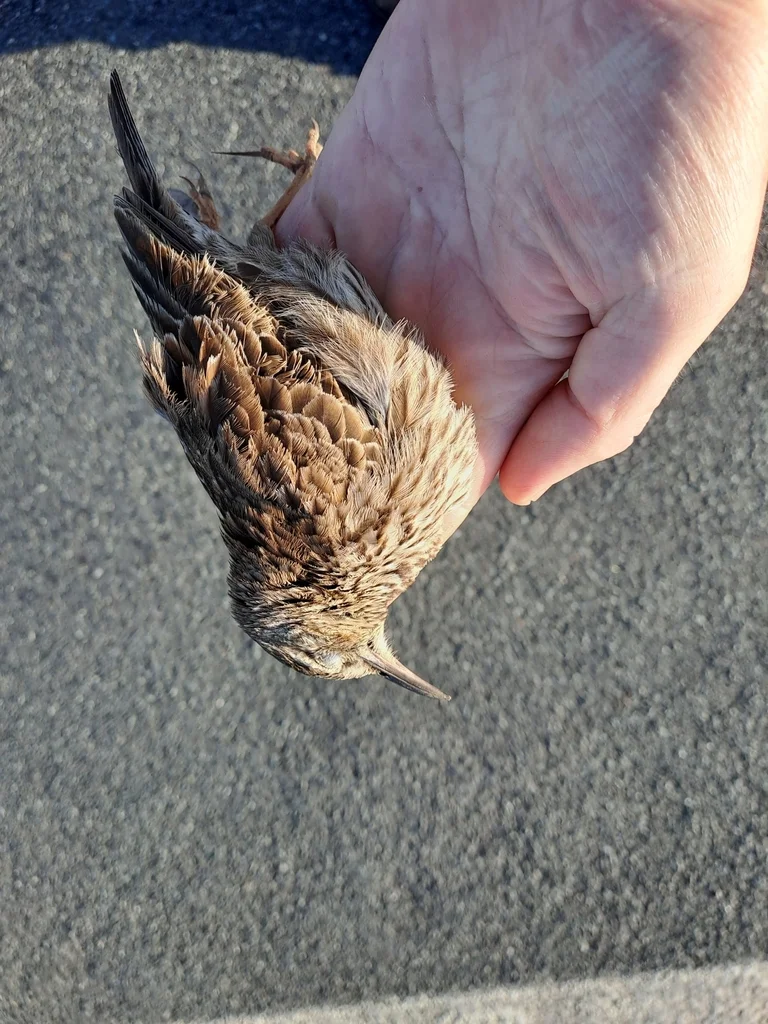 长嘴歌百灵(Certhilauda curvirostris)