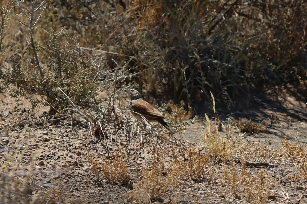 卡鲁歌百灵(Certhilauda subcoronata)