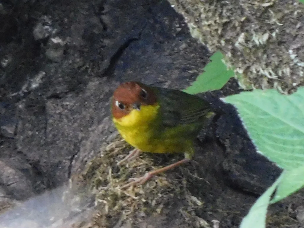 栗头地莺(Cettia castaneocoronata)
