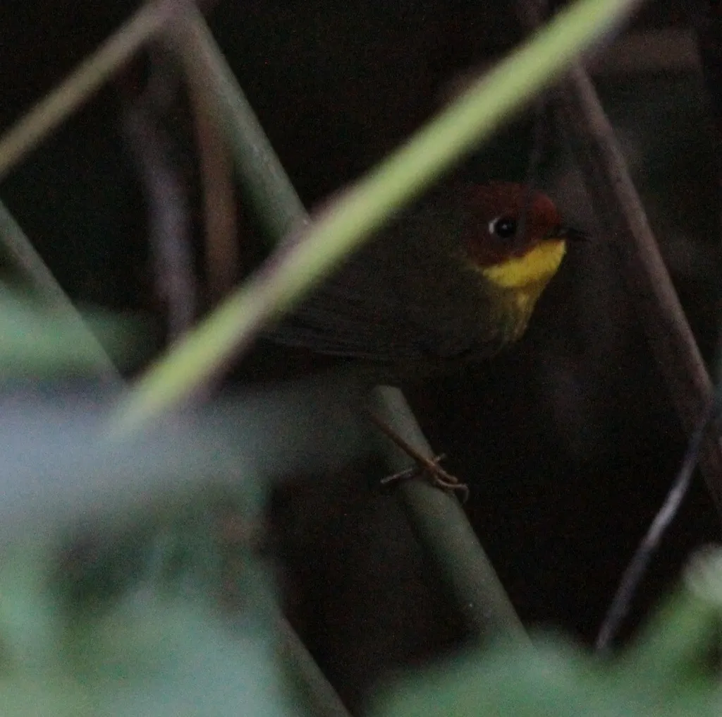 栗头地莺(Cettia castaneocoronata)