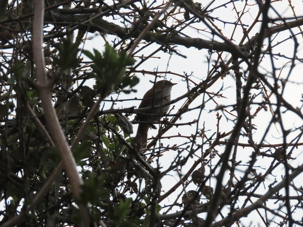 宽尾树莺(Cettia cetti)