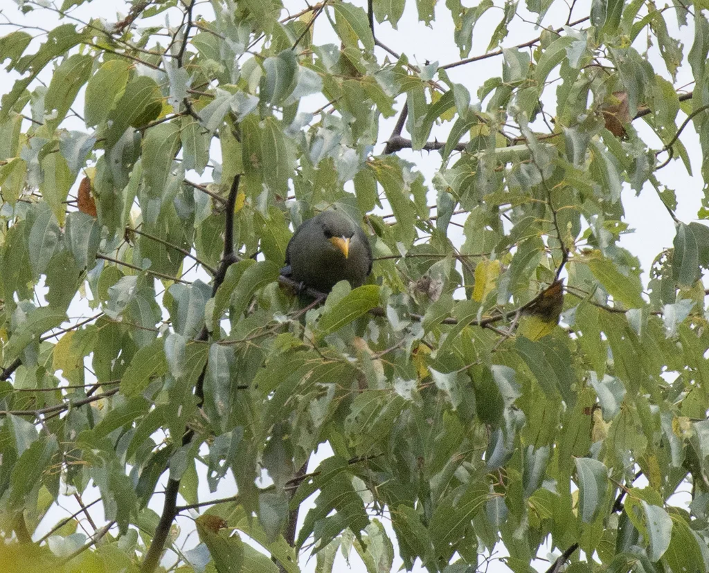 哨声黄嘴鹃(Ceuthmochares australis)