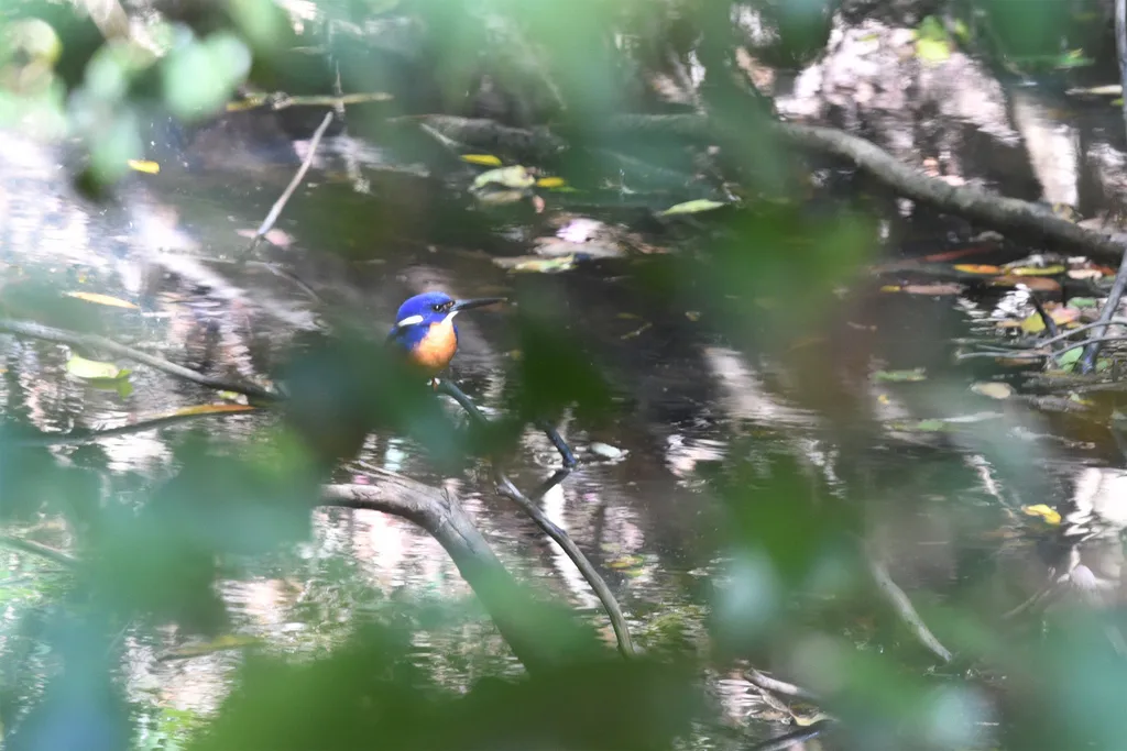 蓝翠鸟(Ceyx azureus)