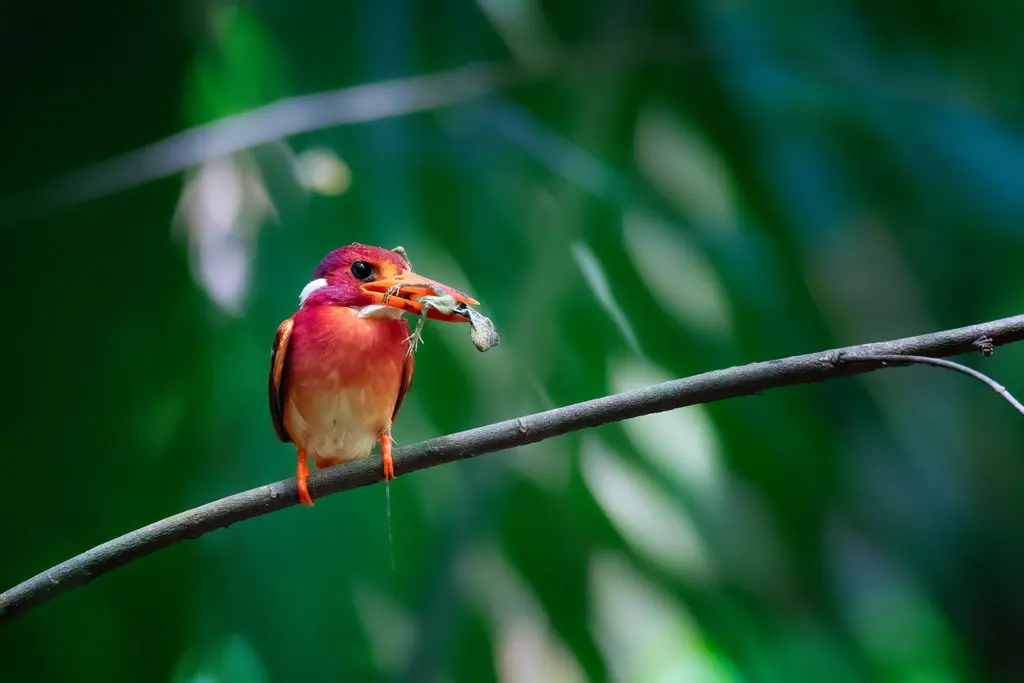 菲律宾三趾翠鸟(Ceyx melanurus)