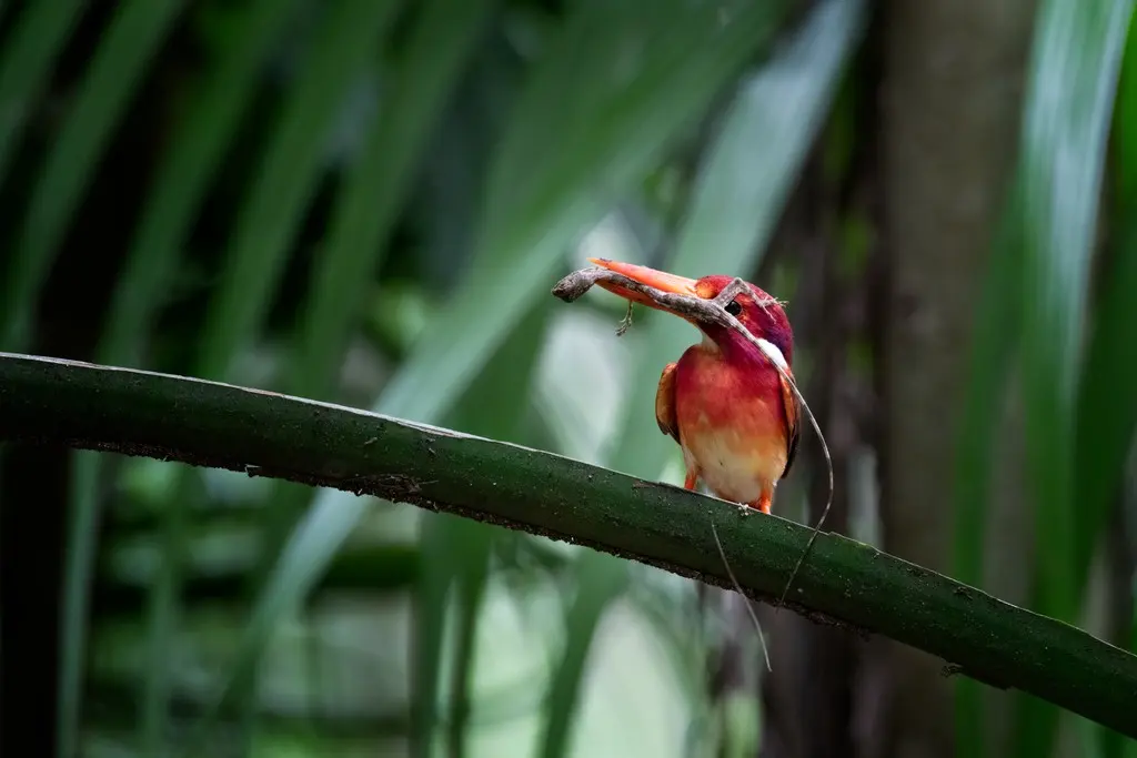 菲律宾三趾翠鸟(Ceyx melanurus)