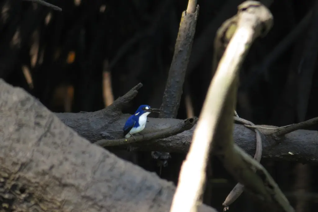 小翠鸟(Ceyx pusillus)