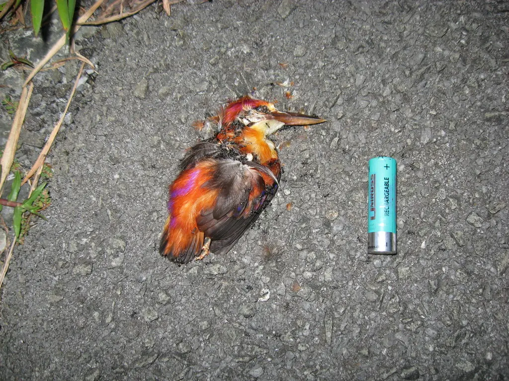 棕背三趾翠鸟（Ceyx rufidorsa）